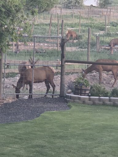 Up Close with the Herd A fenced area with several brown goats grazing amidst lush greenery.