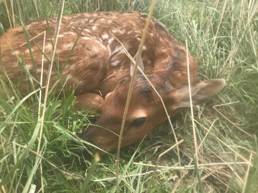 New Life on the Ranch Fawn resting in tall grass, blending into its natural surroundings.