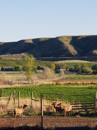 Elk & Open Range Two deer near a wooden fence with rolling hills and a vineyard in the background.