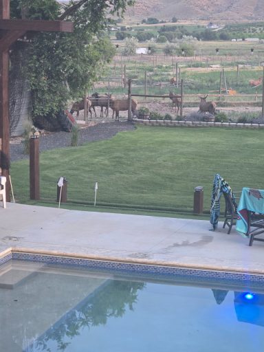 Poolside with a View View of a grassy yard with a pool and distant mountains in the background.