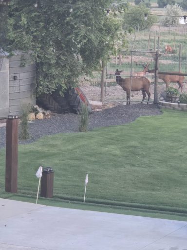 Elk by the Silo Brown deer standing in a grassy yard next to a wooden fence.