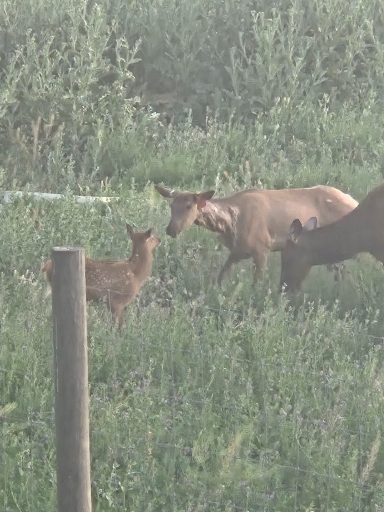 Elk in the Morning Mist A deer and a fawn stand together in a grassy field, surrounded by greenery.