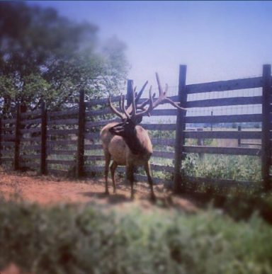 The King of the Ranch A large elk with antlers stands near a wooden fence in a grassy area.