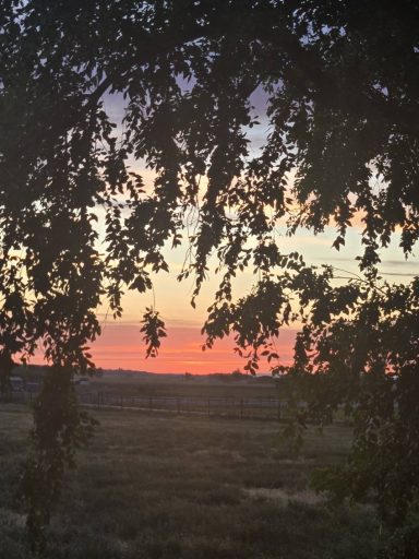 Sunset Through the Branches Sunset view framed by tree branches over a serene landscape.
